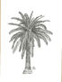 Palmera canaria