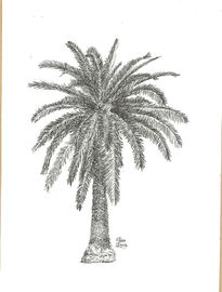 Palmera canaria