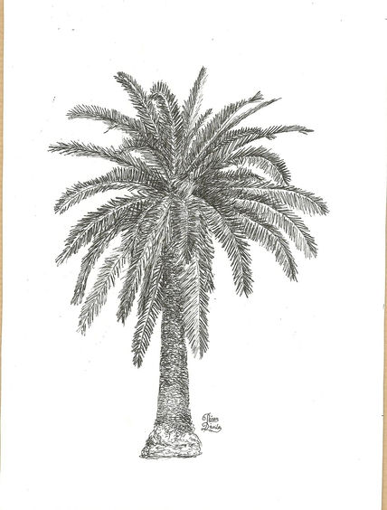 Palmera canaria