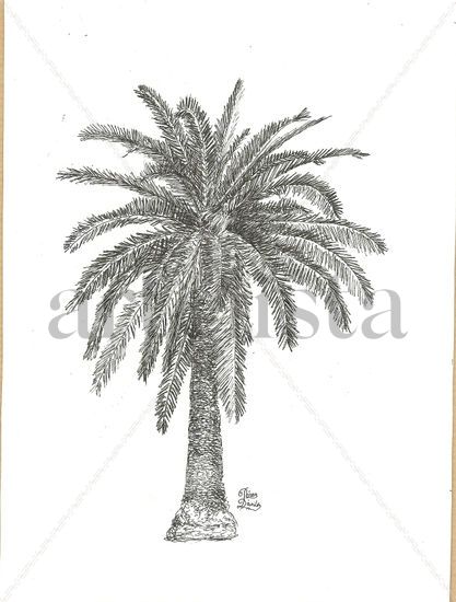 Palmera canaria 