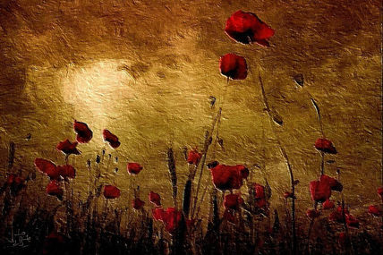 Campo de amapolas
