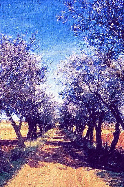 Camino de almendros