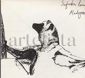 Madagascan Lemur