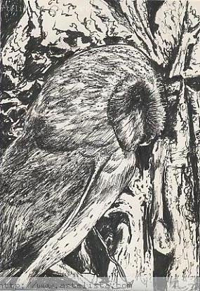 Barn Owl