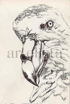 Albatross