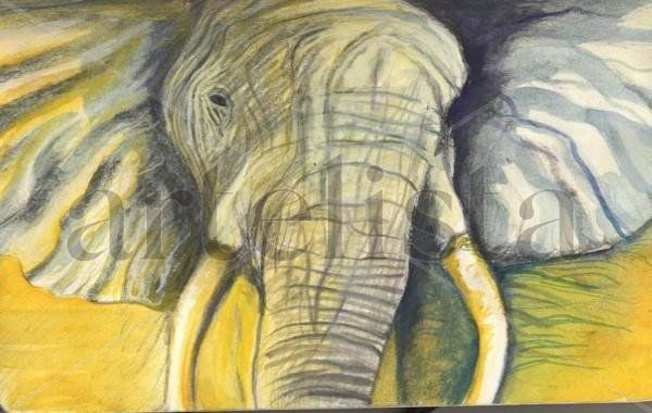 Inquisitive African Elephant