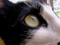 Cat eye