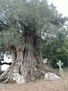 oliveira