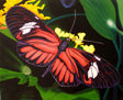 Mariposa 1