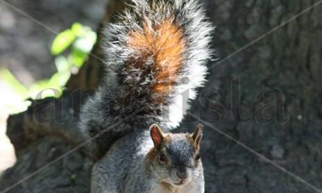 FAUNA