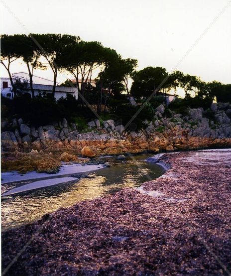 Alghe a Cala...