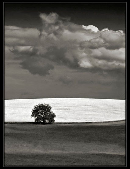 Tree Naturaleza Blanco y Negro (Digital)