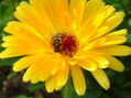 mi jardin