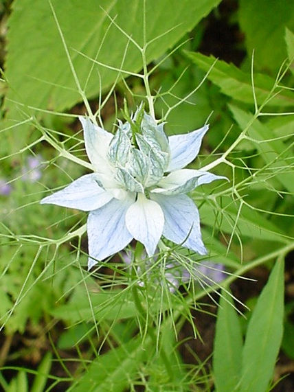 Flor de elfas