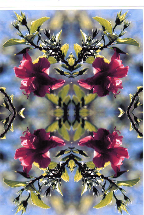 Amapola 1