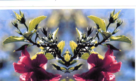 simetria inversa/kaleidoscopio fotografico