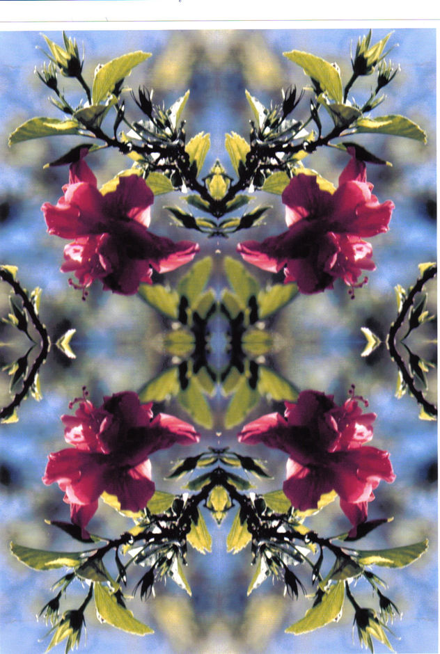 AMAPOLA 1
