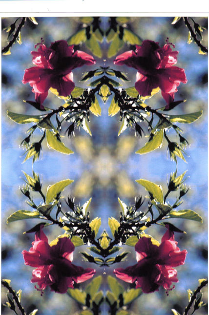 Amapola2