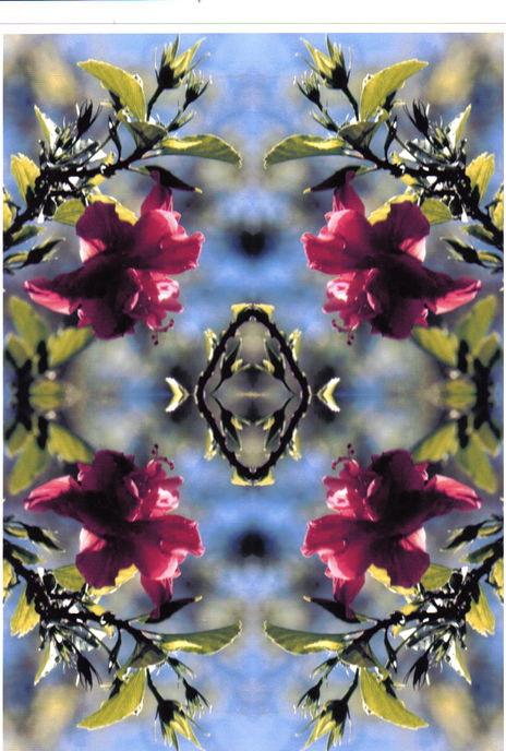 Amapola 3