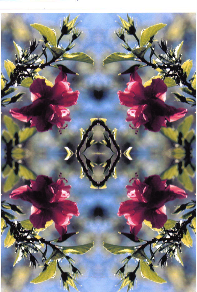 AMAPOLA 3