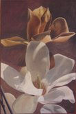 Magnolias