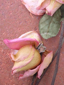 Rosas para D II