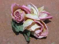 Rosas para D