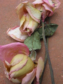 Rosas para D I