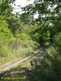 Solitario perro