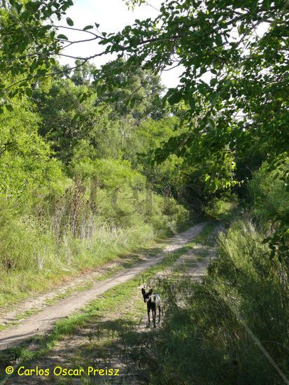 SOLITARIO PERRO Nature Color (Digital)