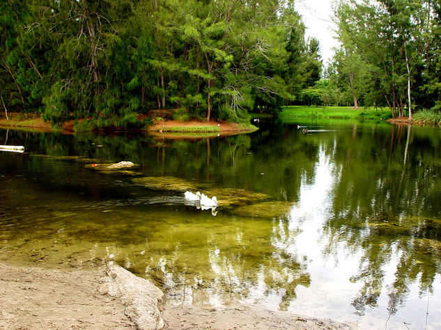 Green Nature 