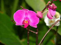 Orchid 1