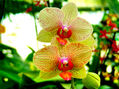 Orchid 2