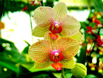 Orchid 2