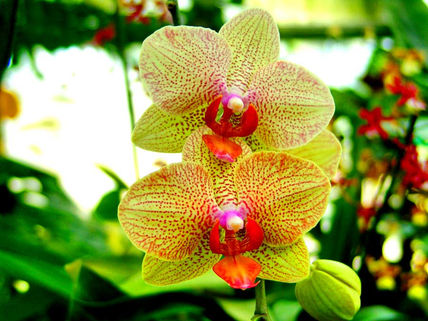 Orchid 2