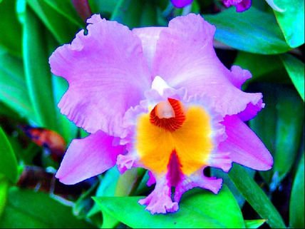 Orchid 3