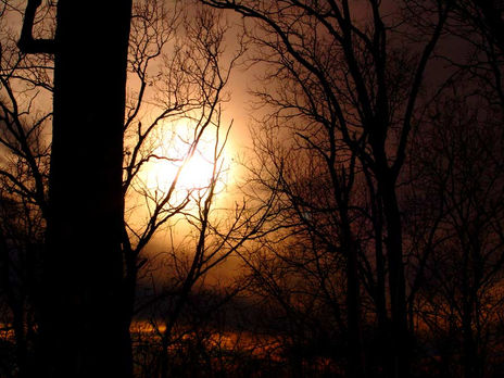 Night on the Forest