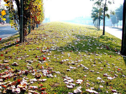 City green space