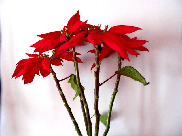 flor