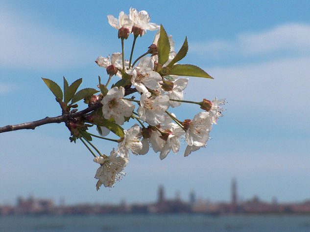 guardando verso venezia Other Themes Color (Digital)