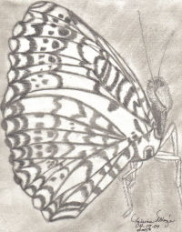 Mariposa Parada