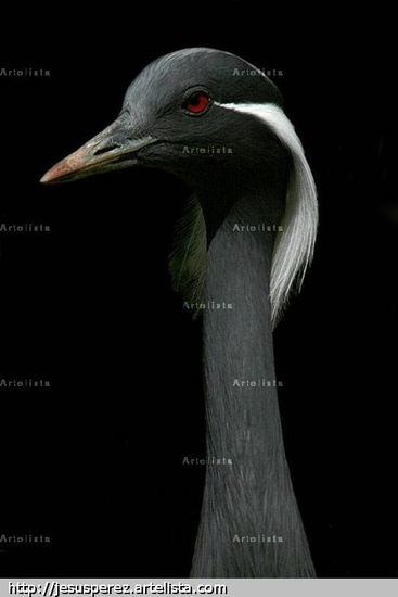 Grulla Damisela Naturaleza Color (Digital)