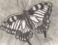 Mariposa blanca y negra