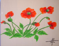 Coquelicots