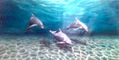 Delfines