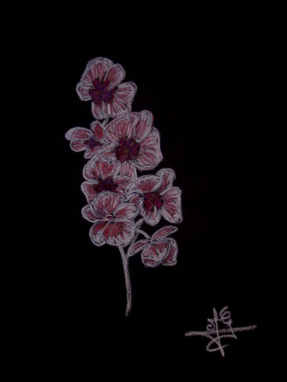 Orchidée Lápiz (a color) Papel