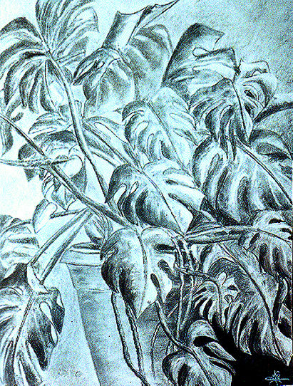 Philodendron 