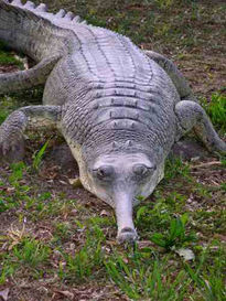 Alligator