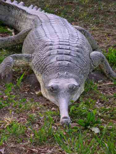 Alligator	