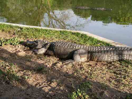 Alligator 2